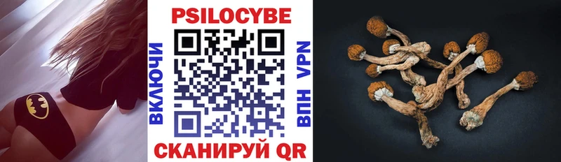 Псилоцибиновые грибы Psilocybe  Купить закладки  Горбатов 